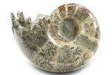 Polished, Chambered Ammonite (Argonauticeras) Fossil - Madagascar #312326-1